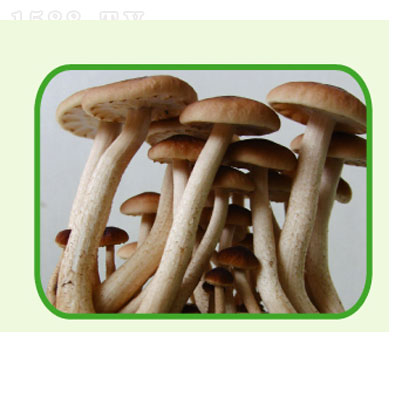 (sh) 200g